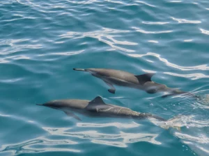 picture of dolphins swimming